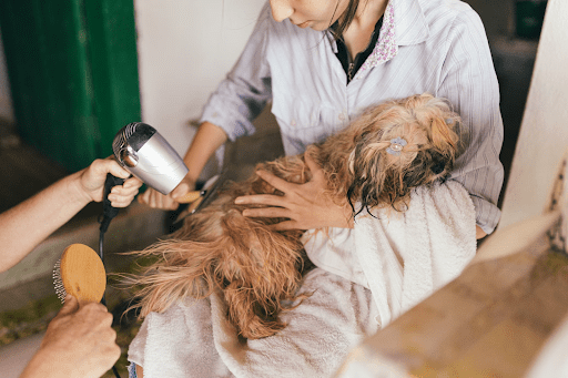 Professional Grooming vs. DIY- Finding the Best Grooming Approach for Your Dog