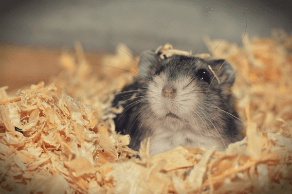 What Are the Easiest Pets To Care For