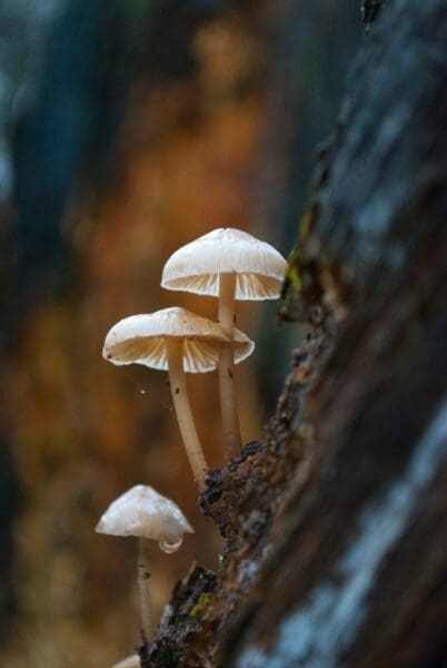 Top 10 Tips for Magic Mushrooms: Essential Advice for Safe and Effective Use