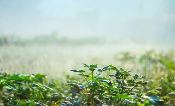 10 Top Signs Your Sprinkler System Needs Repair