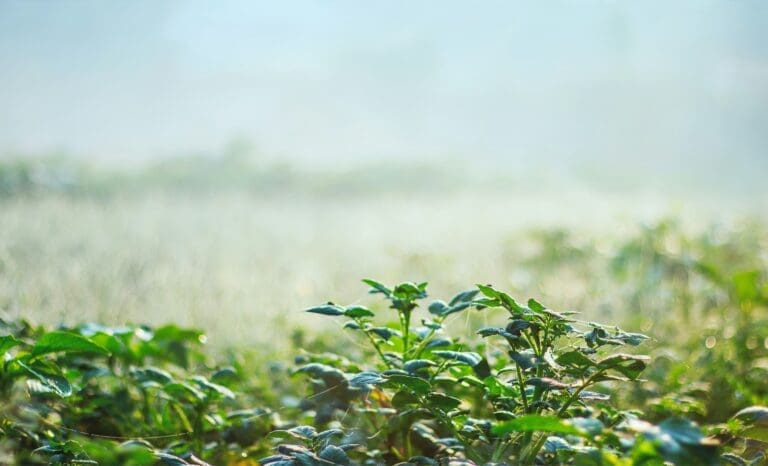 10 Top Signs Your Sprinkler System Needs Repair