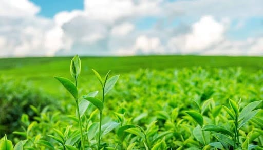 Does Kratom Cause Memory Loss?