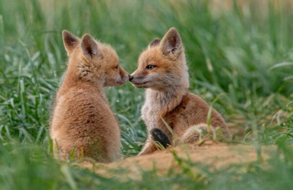 Unlocking the Code: Deciphering the Language of Animals