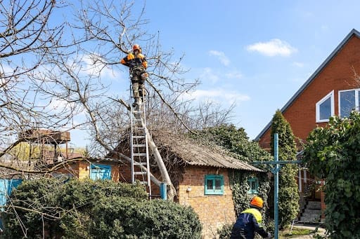 From Overgrown to Organized: Transforming Bronx Yards with Professional Tree Services