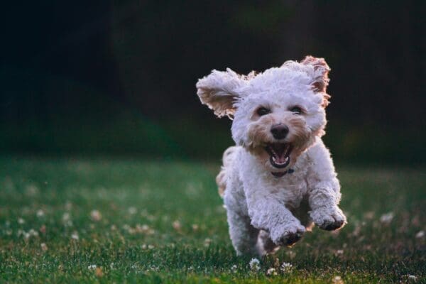 The Top Tips To Ensure The Health & Happiness Of Your Pooch