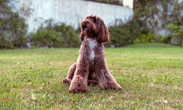 The Importance of Keeping Your Lawn Pet Waste-Free