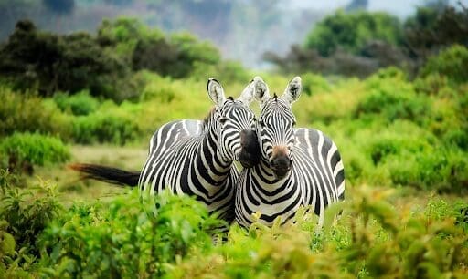 4 Tips for a Memorable Family Trip to Africa