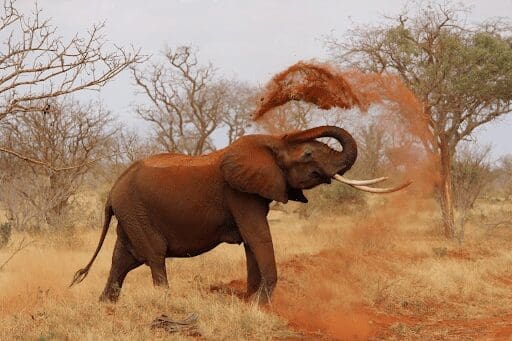 4 Tips for a Memorable Family Trip to Africa