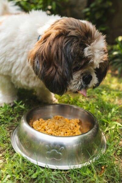 How to Create a Balanced Diet for Your Dog
