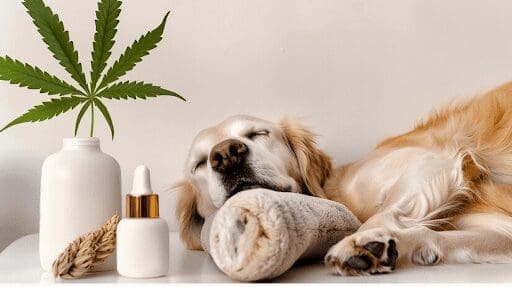 How to use Calming oil for Dogs