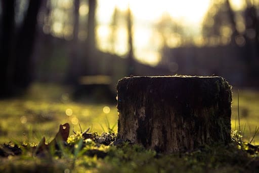 Safe Tree Removal: What to Expect from Professional Tree Services