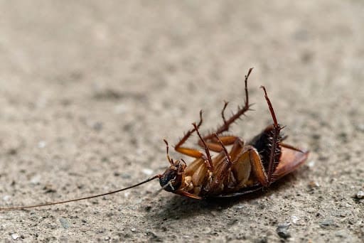 What to Do When You Discover Pests in Your Home