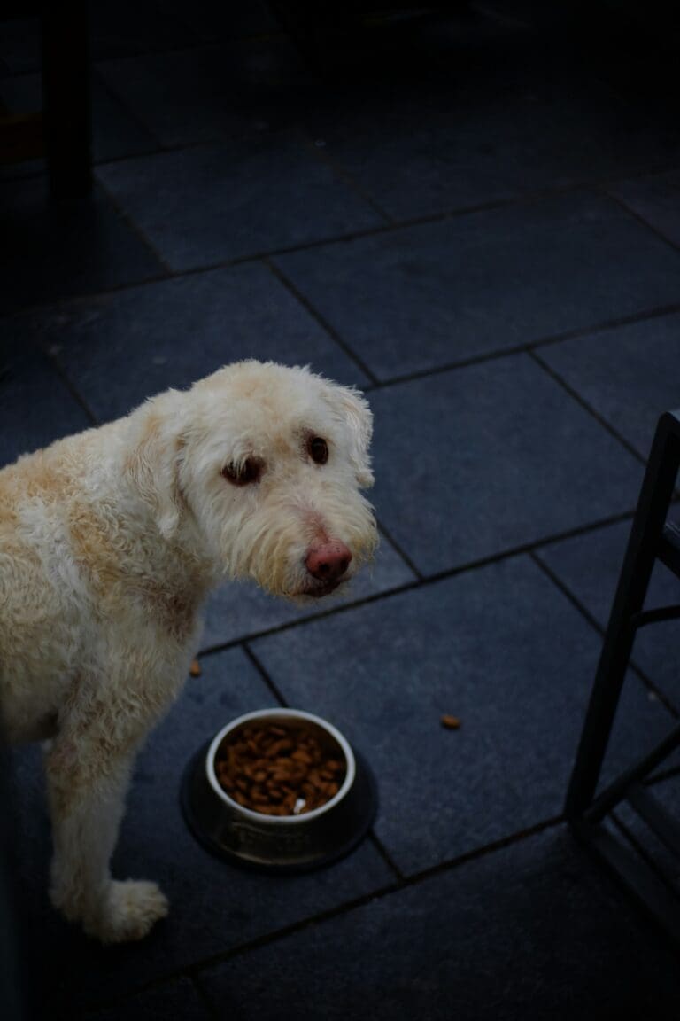 Why Does It Feel So Complicated to Figure Out What to Feed Dogs?