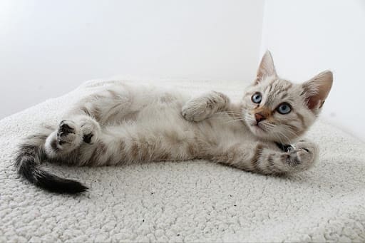 10 Essential Tips For Welcoming A New Pet Into Your Home