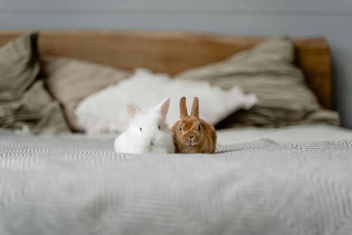 10 Essential Tips For Welcoming A New Pet Into Your Home