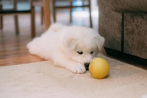 10 Essential Tips For Welcoming A New Pet Into Your Home