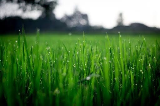 How to Make Your Garden More Private and Secure