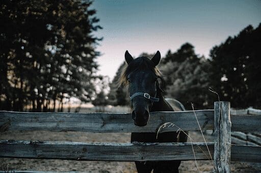 Top Tips To Make Life A Little Easier As A Horse Owner