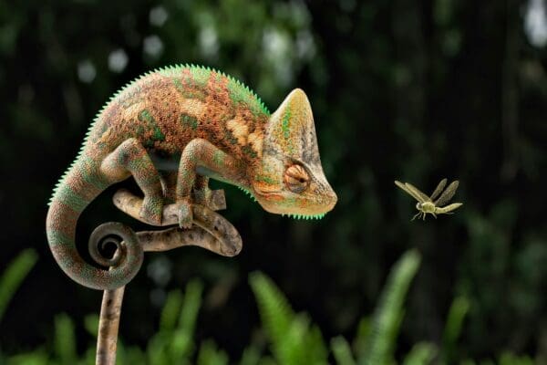 Caring for Exotic Reptiles: Tips & Insights

