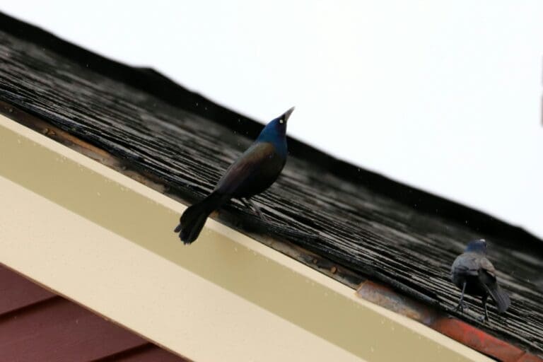 Different Rain Gutter Styles and Their Roles in Water Management with Installation by Experts