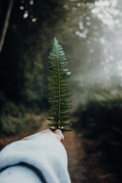 The Unique Characteristics That Set the New York Fern Apart