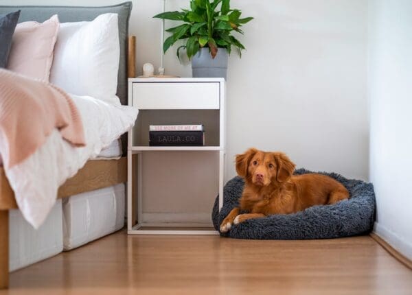 Why Laminate Flooring is So Trending in 2025