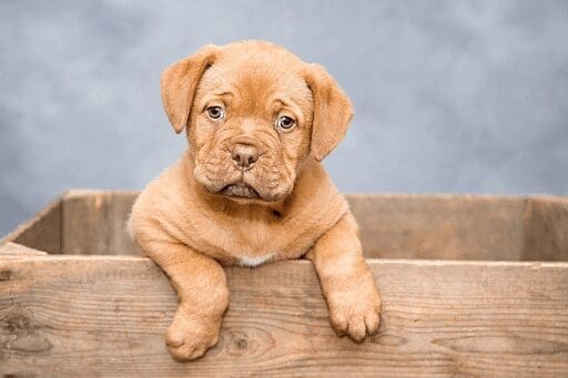 Maximizing Your Puppy Insurance- Tips for Optimal Coverage
