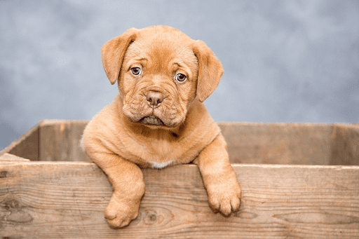 Maximizing Your Puppy Insurance- Tips for Optimal Coverage