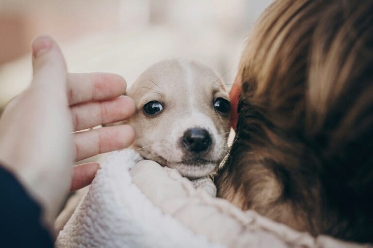 Adopting a Dog Is a Life Changing Experience