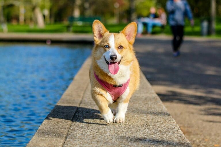 The Ultimate Guide to Preparing Your Pet for Time Away from Home