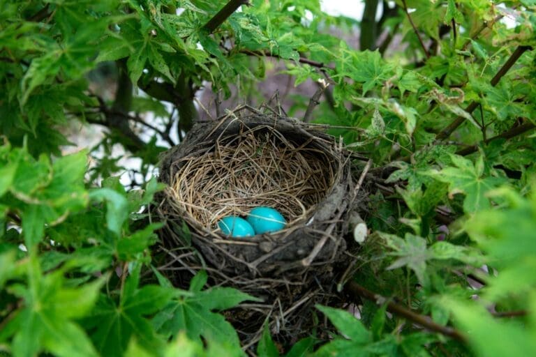Bird Nests 101: Identification and Removal Tips