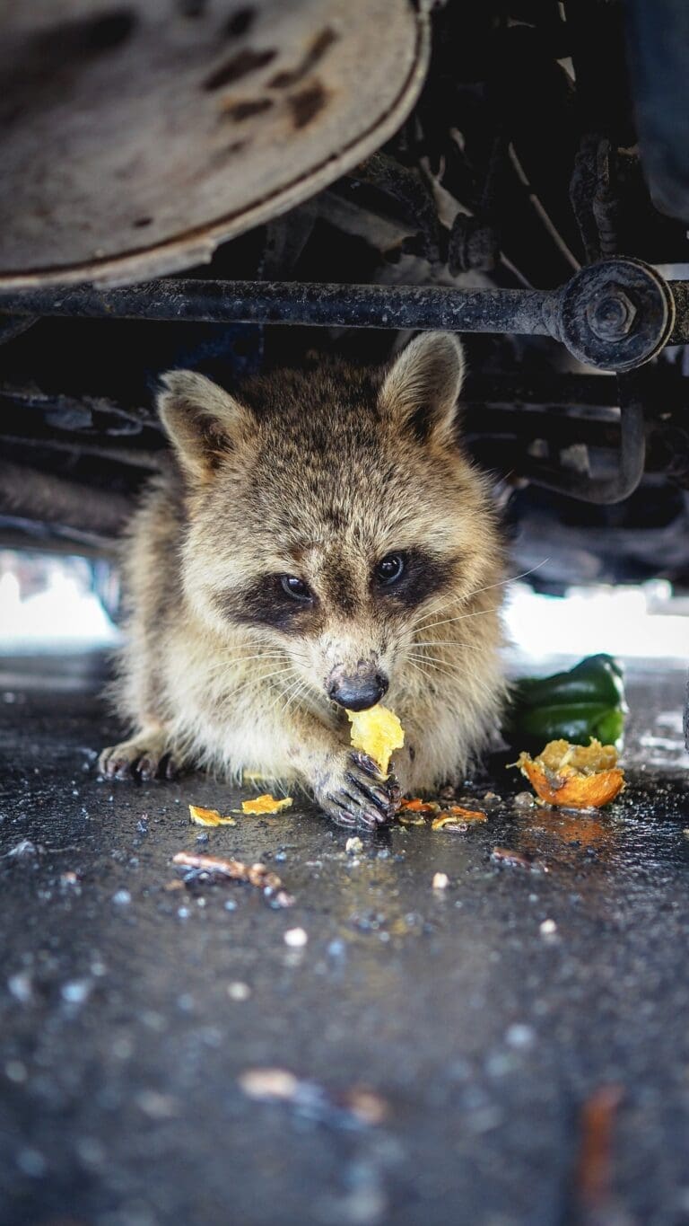 When to Seek Professional Help for Critter Control and Removal