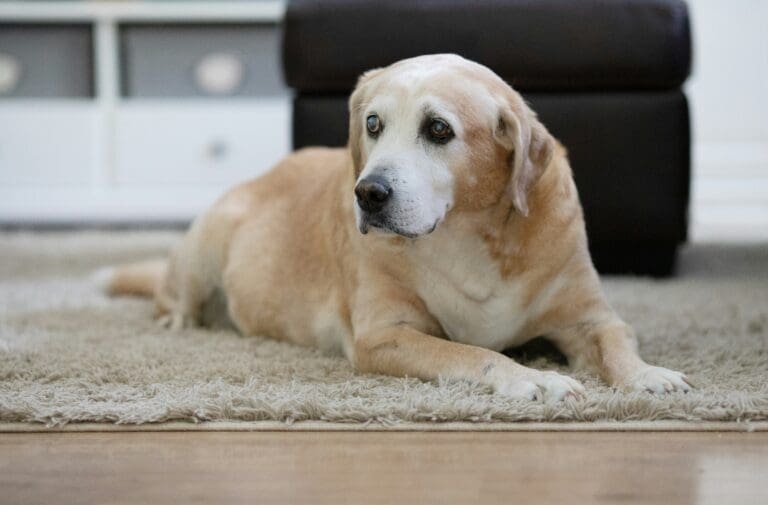Providing Comfort for Senior Pets: 6 Things to Know