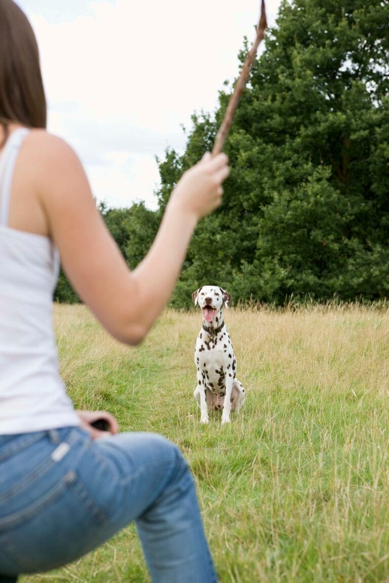 Forging Unbreakable Bonds: The Art of Bonding with Your Pet Through Training and Play