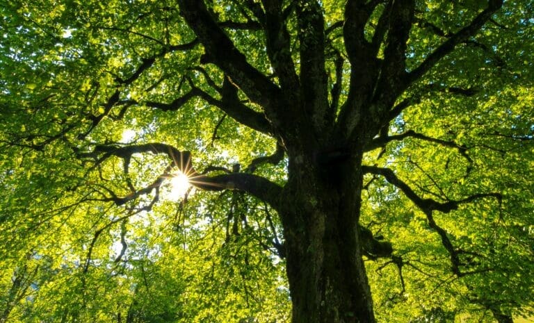 Trees and Their Care: Essential Tips for Thriving Landscapes