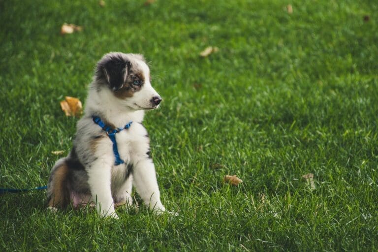 Common Mistakes New Dog Owners Make and How to Avoid Them
