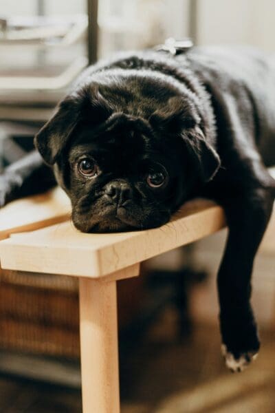 How to Keep Your Dog in the Loop: 5 Ways to Solve Doggy Boredom
