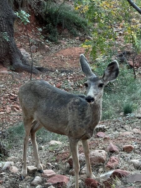 What I Learned at Happy Camp with Katie Wee at Enchantment Resort in Sedona