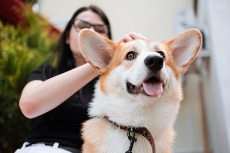 How Pets Can Help You Heal: The Therapeutic Power of Animals in Recovery