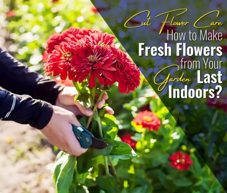 Cut-Flower Care -- How to Make Fresh Flowers from Your Garden Last Indoors?