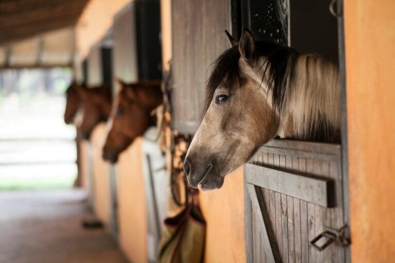 The Best Durable Horse Barns for Horses and Livestock Care