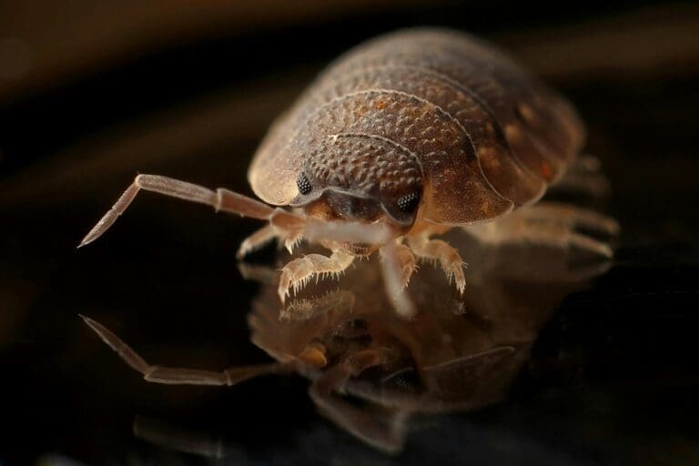 Inside Modern Pest Control Packages: What’s Included and Why It Matters