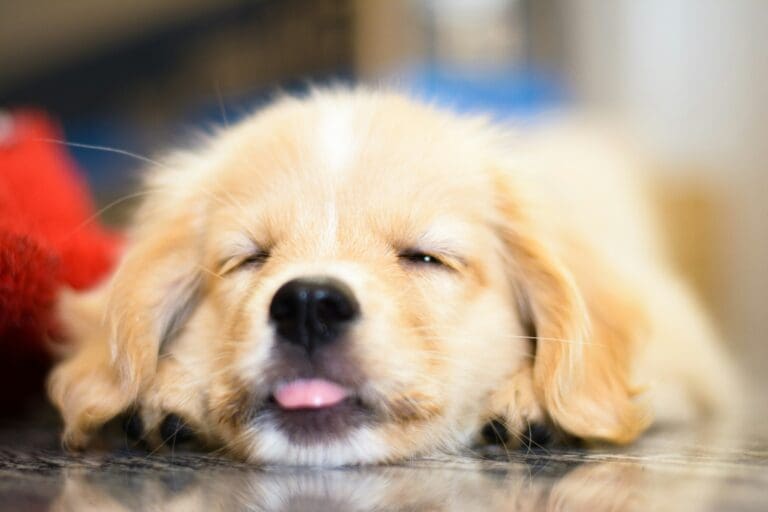 Bored Dog? Here’s a Natural Way to Keep Them Engaged