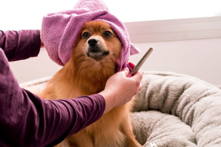 The Benefits of Choosing a Professional Groomer for Your Furry Friend