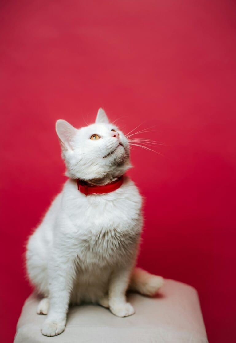 6 Tips to Consider When Choosing a Cat Calming Collar for Your Pet