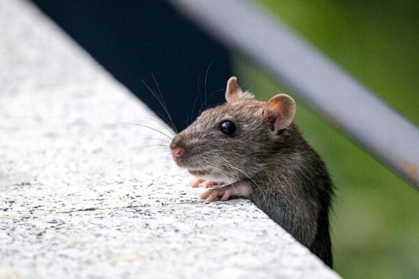Pests and the Hidden Impact on Household Comfort