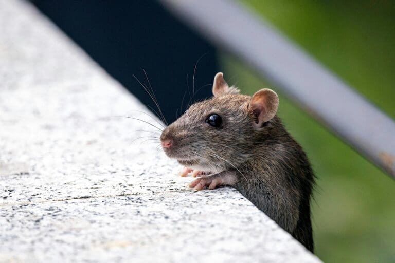 Pests and the Hidden Impact on Household Comfort