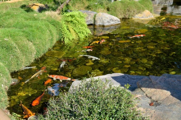 Best Practices for Designing and Maintaining Backyard Fish Ponds