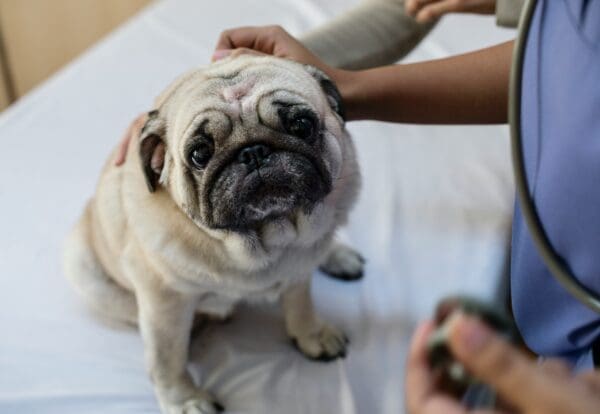 Ways to Make Your Pet’s Next Vet Visit Less Stressful