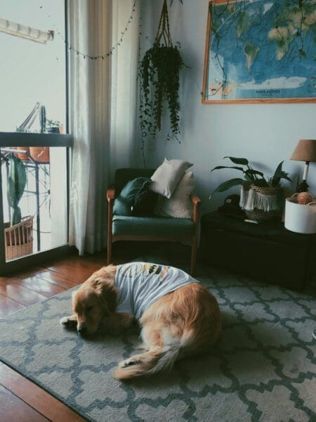 Big Love for Little Spaces: Tips for Raising Happy Pets in Apartments
